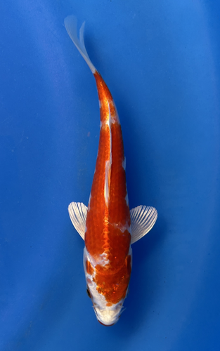 This 18cm Kikusui from Aokiya Koi farm has a red and white metallic pattern. This 18cm Kikusui from Aokiya Koi farm has a red and white metallic pattern.