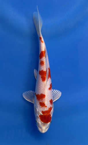 This 18cm Kikusui from Aokiya Koi farm has a red and white metallic pattern. This 18cm Kikusui from Aokiya Koi farm has a red and white metallic pattern.