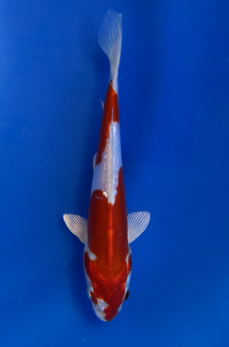 This 18cm Kikusui from Aokiya Koi farm has a red and white metallic pattern. This 18cm Kikusui from Aokiya Koi farm has a red and white metallic pattern.