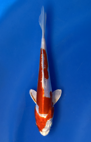 This 18cm Kikusui from Aokiya Koi farm has a red and white metallic pattern. This 18cm Kikusui from Aokiya Koi farm has a red and white metallic pattern.