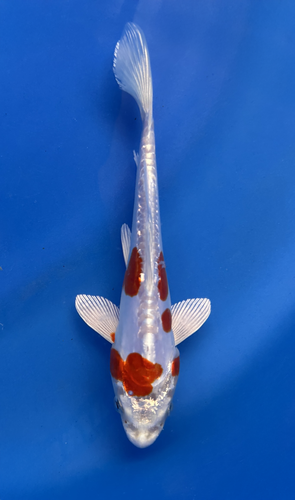 This 18cm Kikusui from Aokiya Koi farm has a red and white metallic pattern. This 18cm Kikusui from Aokiya Koi farm has a red and white metallic pattern.