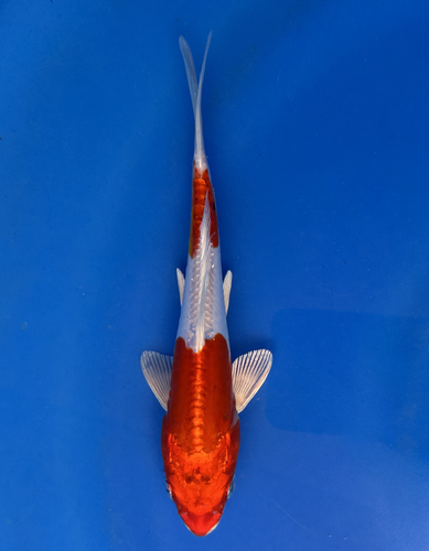 This 18cm Kikusui from Aokiya Koi farm has a red and white metallic pattern. This 18cm Kikusui from Aokiya Koi farm has a red and white metallic pattern.