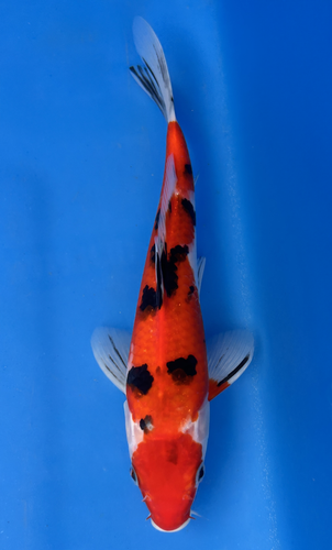 This 26cm Sanke from Marusei Koi farm has a stunning mix pattern. This 26cm Sanke from Marusei Koi farm has a stunning mix pattern.