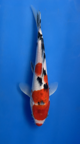 This 25cm Sanke from Marusei Koi farm has a stunning mix pattern. This 25cm Sanke from Marusei Koi farm has a stunning mix pattern.