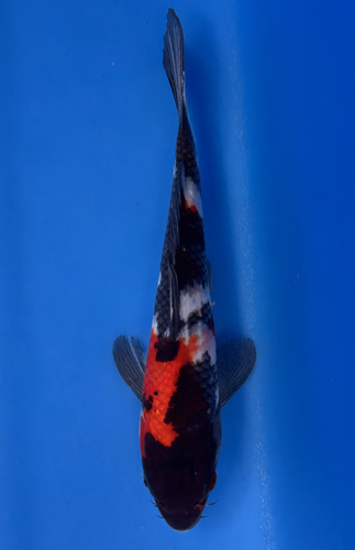 This 22cm Showa from Marusei Koi farm has a vibrant mix pattern of white, red, and black pattern. This 22cm Showa from Marusei Koi farm has a vibrant mix pattern of white, red, and black pattern.
