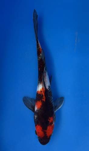 This 23cm Showa from Marusei Koi farm has a vibrant mix pattern of white, red, and black pattern. This 23cm Showa from Marusei Koi farm has a vibrant mix pattern of white, red, and black pattern.