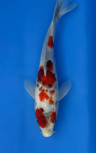 This 23cm Ai Goromo from Marusei koi farm has a stunning mix of red, white and black giving a maroon pattern. This 23cm Ai Goromo from Marusei koi farm has a stunning mix of red, white and black giving a maroon pattern.