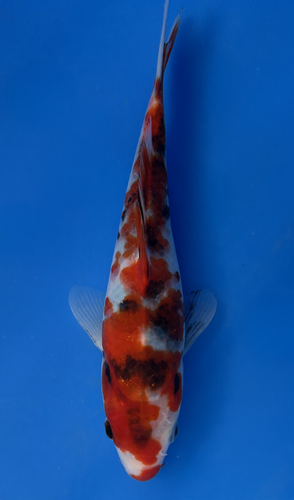 This 22cm Ai Goromo from Marusei koi farm has a stunning mix of red, white and black giving a maroon pattern. This 22cm Ai Goromo from Marusei koi farm has a stunning mix of red, white and black giving a maroon pattern.