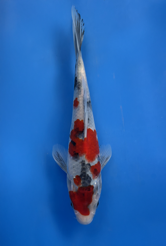 This 22cm Ai Goromo from Marusei koi farm has a stunning mix of red, white and black giving a maroon pattern. This 22cm Ai Goromo from Marusei koi farm has a stunning mix of red, white and black giving a maroon pattern.