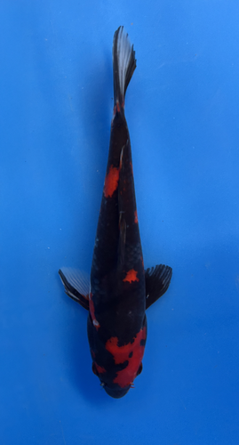 This 25cm Showa from Marusei Koi farm has a vibrant mix pattern of white, red, and black pattern. This 25cm Showa from Marusei Koi farm has a vibrant mix pattern of white, red, and black pattern.