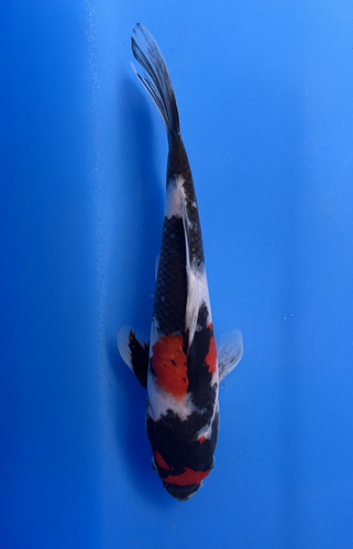 This 24cm Showa from Marusei Koi farm has a vibrant mix pattern of white, red, and black pattern. This 24cm Showa from Marusei Koi farm has a vibrant mix pattern of white, red, and black pattern.