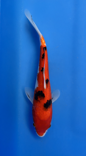 This 25cm Sanke from Marusei Koi farm has a stunning mix pattern. This 25cm Sanke from Marusei Koi farm has a stunning mix pattern.