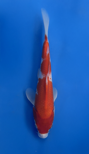 This 25cm Kohaku from Marusei Koi farm has a stunning beni and shiro pattern. This 25cm Kohaku from Marusei Koi farm has a stunning beni and shiro pattern.