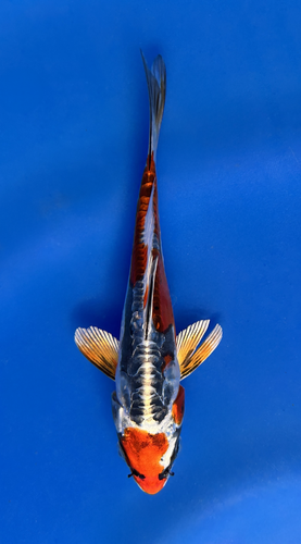 This 15cm Beni Kikokuryu from Marusaka fish farm has stunning metallic red and black markings. This 15cm Beni Kikokuryu from Marusaka fish farm has stunning metallic red and black markings.