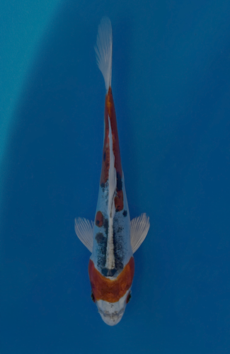 This 17cm Beni Kikokuryu from Marusaka fish farm has stunning metallic red and black markings. This 17cm Beni Kikokuryu from Marusaka fish farm has stunning metallic red and black markings.