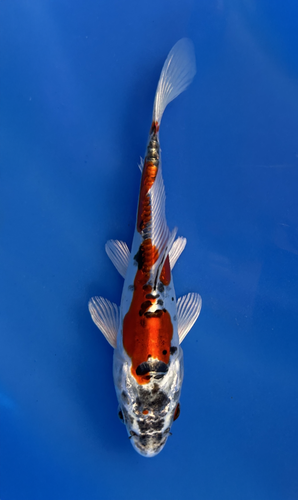 This 18cm Beni Kikokuryu from Marusaka fish farm has stunning metallic red and black markings. This 18cm Beni Kikokuryu from Marusaka fish farm has stunning metallic red and black markings.