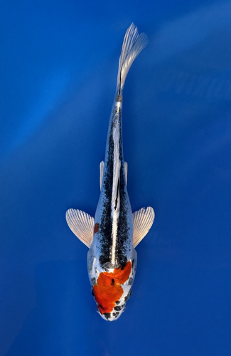 This 23cm Beni Kikokuryu from Marusaka fish farm has stunning metallic red and black markings. This 23cm Beni Kikokuryu from Marusaka fish farm has stunning metallic red and black markings.