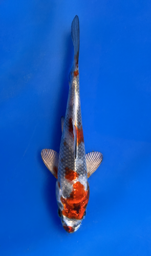 This 15cm Kin Showa from Marusaka Koi farm has a stunning metallic mix pattern with white, black, and red. This 15cm Kin Showa from Marusaka Koi farm has a stunning metallic mix pattern with white, black, and red.
