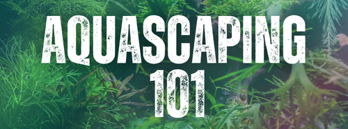 Aquascaping 101 text on a background of aquatic plants Aquascaping 101 text on a background of aquatic plants
