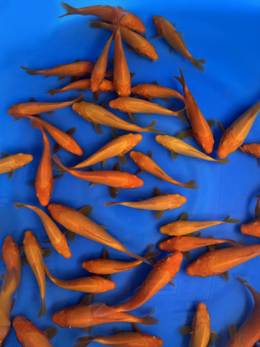 This 5-7" Benigoi from Dainichi Koi farm has a vibrant beni pattern. This 5-7" Benigoi from Dainichi Koi farm has a vibrant beni pattern.
