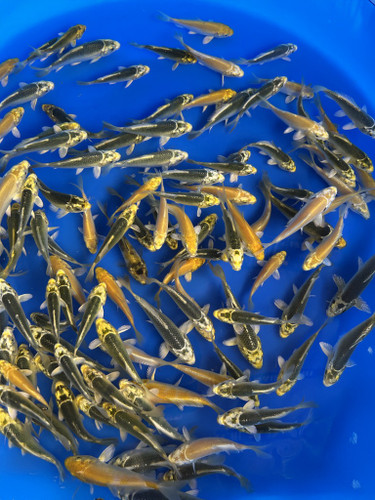 This Ki Matsuba and Yamabuki Ogon mix from Dainichi Koi farm has a stunning yellow mix. This Ki Matsuba and Yamabuki Ogon mix from Dainichi Koi farm has a stunning yellow mix.