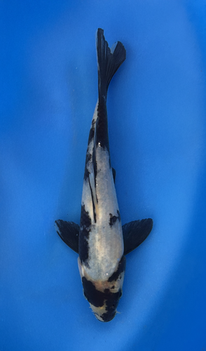 This 19cm Shiro Utsuri from Omosako Koi farm has a stunning white (Shiro) body with black (Sumi) markings.