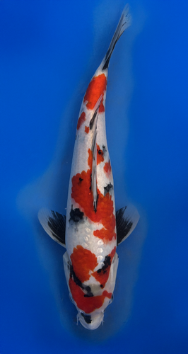 This 30cm Pearlscale Showa from Sekiguchi Koi farm has stunning ginrin shimmer and mix pattern.