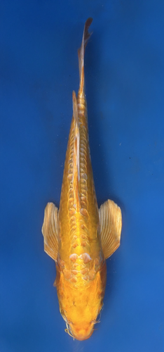 This 37cm Yellow Dragon Butterfly from Yamasan Koi farm has a stunning yellow body with long fins.