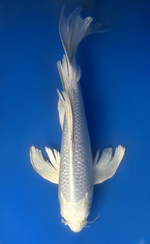 This 35cm Platinum Ogon Butterfly from Yamasan stunning all white longfin koi.
