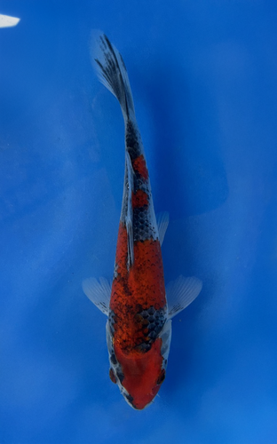 This Goshiki from Kanno Koi farm has a stunning red and black/grey pattern.
