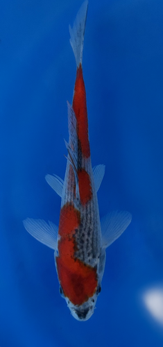 This Goshiki from Kanno Koi farm has a stunning red and black/grey pattern.