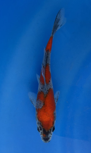 This Goshiki from Kanno Koi farm has a stunning red and black/grey pattern.