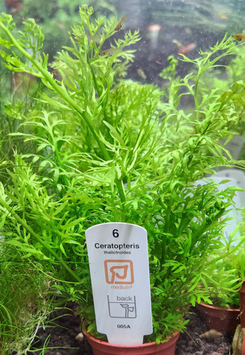 Water Sprite (Ceratopteris thalictroides)(Tropica)