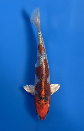 This 28cm Kujaku from   Aokiya Koi farm has a stunning red and grey body.