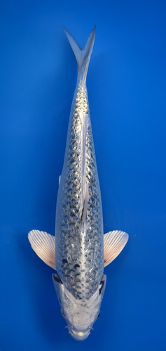 This 30cm Ginrin Ginga koi from Aokiya Koi Farm has a bright metallic white body, sparkling ginrin scales, and striking black markings that shimmer and shift with movement, creating a dynamic and elegant appearance.