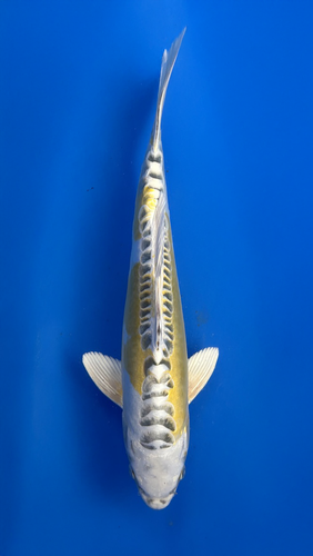 A 30cm Yellow Dragon koi from Aokiya Koi Farm with a bright golden-yellow body, smooth metallic scales, and a sleek, elegant shape that creates a vibrant and eye-catching presence in any pond.