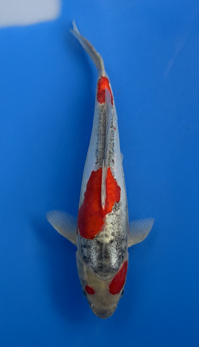 A 28cm Doitsu Goshiki koi from Aokiya Koi Farm featuring a clean white base with deep blue-gray reticulation, rich red patterning, and smooth scaleless skin, complemented by a strong, elegant body shape that creates a striking and refined presence in any pond.