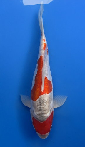 A 33cm Doitsu Goshiki koi from Aokiya Koi Farm featuring a clean white base with deep blue-gray reticulation, rich red patterning, and smooth scaleless skin, complemented by a strong, elegant body shape that creates a striking and refined presence in any pond.