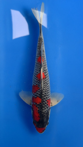 A 33cm Goshiki koi from Aokiya Koi Farm featuring a clean white base with deep blue-gray reticulation and rich red patterning, balanced across a strong, well-proportioned body that creates a bold yet elegant presence in any pond.