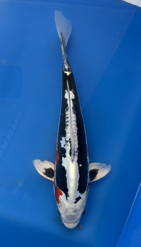 A 30cm Beni Kumonryu koi from Aokiya Koi Farm featuring a striking white and black pattern over a sleek, smooth-scaled body, with a strong, well-proportioned shape that creates a bold and dynamic presence in any pond.
