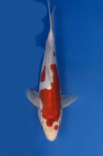 A 26cm Doitsu Kohaku koi from Aokiya Koi Farm featuring a clean white body with vibrant red markings, smooth scaleless skin, and a compact, well-proportioned shape that creates a striking and elegant presence in any pond.