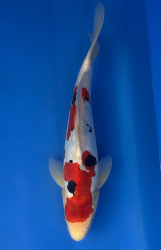 A 33cm Doitsu Sanke koi from Aokiya Koi Farm featuring a clean white body with vibrant red and bold black markings, smooth scaleless skin, and a compact, well-proportioned shape that creates a striking and elegant presence in any pond.