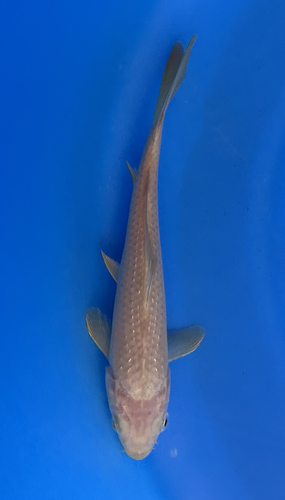 This 18cm Chagoi from Marusei Koi farm has a brownish color pattern