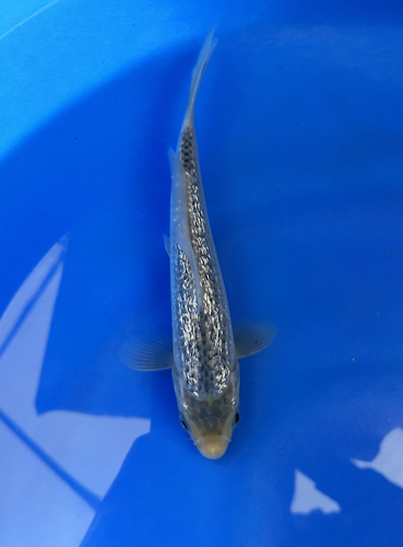 This 20 cm Ginrin Asagi from Ikarashi Toshinobu Koi Farm features a clean light blue body accented by sparkling ginrin scales, a crisp reticulated net pattern along the back, and soft red accents along the sides that create a refined and elegant appearance.