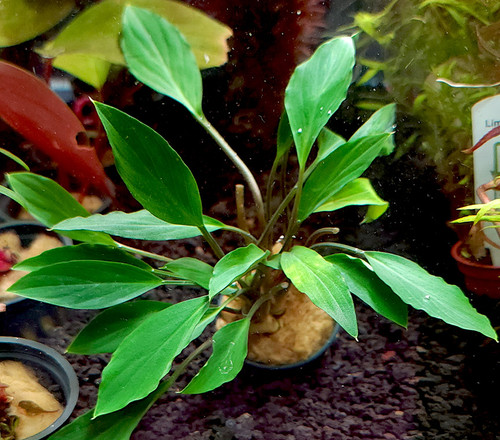 Anubias Congensis 'Mini'