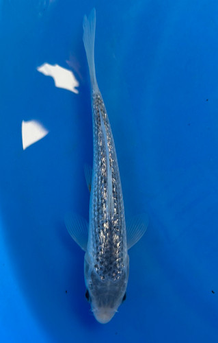 This 20cm Ginrin Asagi from Ikarashi Toshinobu Koi Farm features a clean light blue body accented by sparkling ginrin scales, a crisp reticulated net pattern along the back, and soft red accents along the sides that create a refined and elegant appearance.