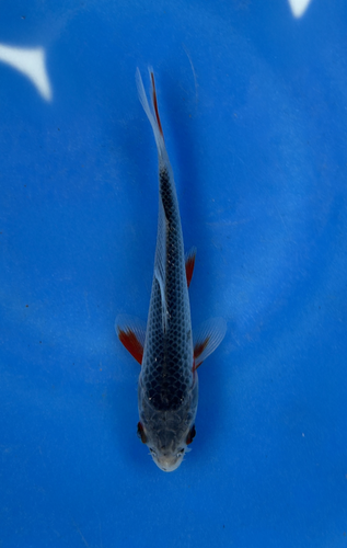 This 15cm Asagi from Ikarashi Toshinobu Koi Farm has beautiful blue scales