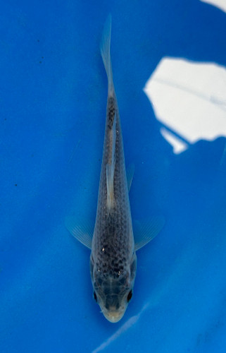 This 14cm Asagi from Ikarashi Toshinobu Koi Farm has beautiful blue scales