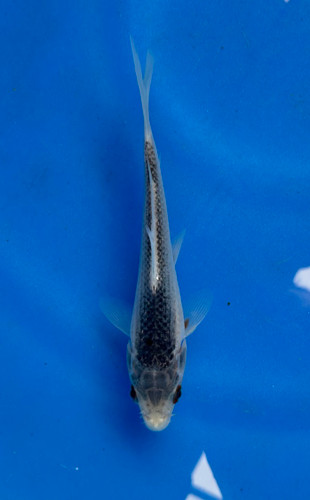 This 14cm Asagi from Ikarashi Toshinobu Koi Farm has beautiful blue scales