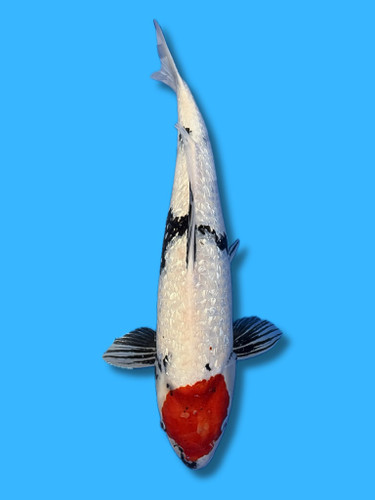 This 57cm Ginrin Tancho Showa from Suda Koi farm has a stunning white and hint of black pattern with the red spot on its head.